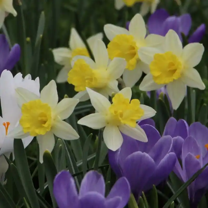Narcissus ‘Topolino‘ | Nu beschikbaar