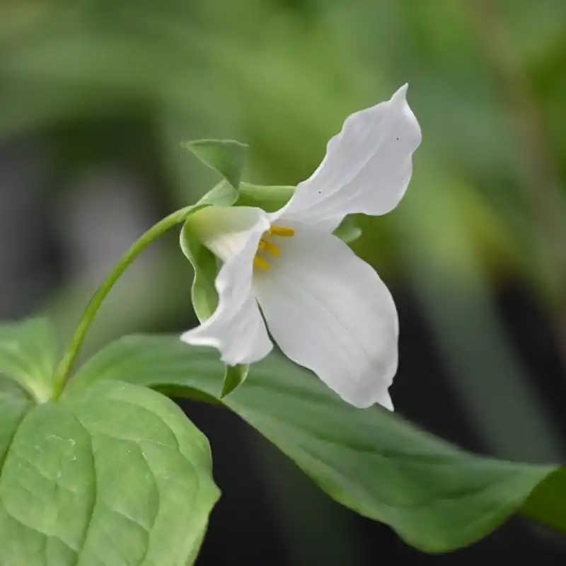 Gratis retourneren | Trillium grandiflorum