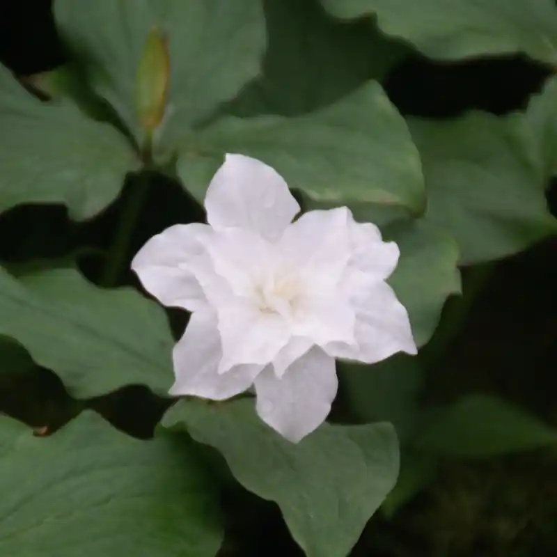 Trillium grandiflorum ‘Snow Bunting‘ | Direct beschikbaar