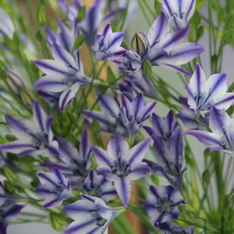 Triteleia laxa ‘Rudy‘ - Online bestellen
