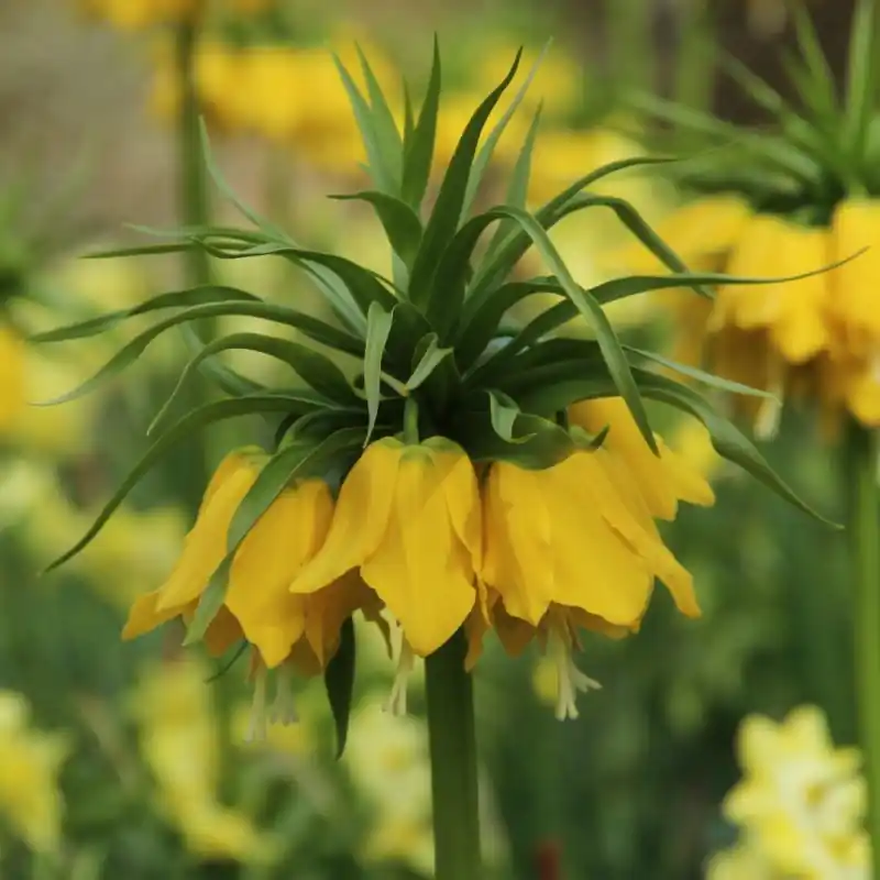 Direct bestellen - Fritillaria ‘Maxima Lutea‘