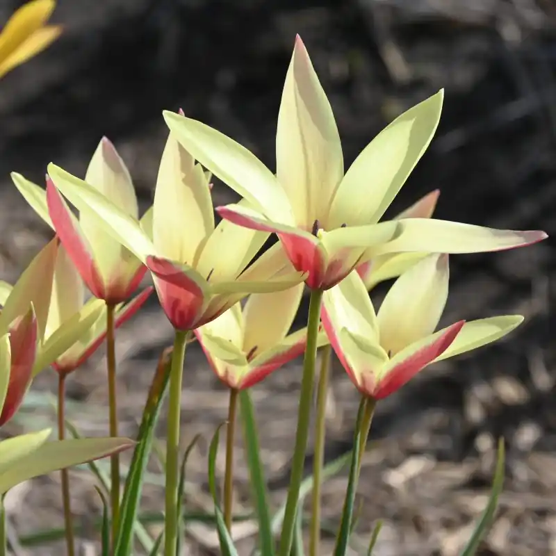 Tulipa clusiana ‘Cynthia‘ - Koop vandaag
