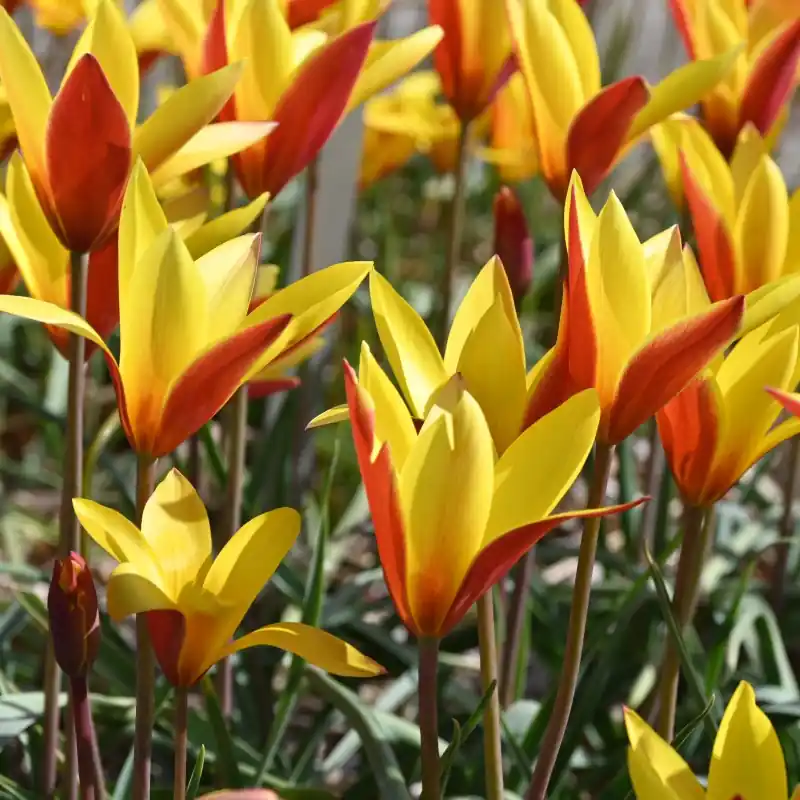 Alleen deze week | Tulipa clusiana var chrysantha ‘Tubergens Gem‘