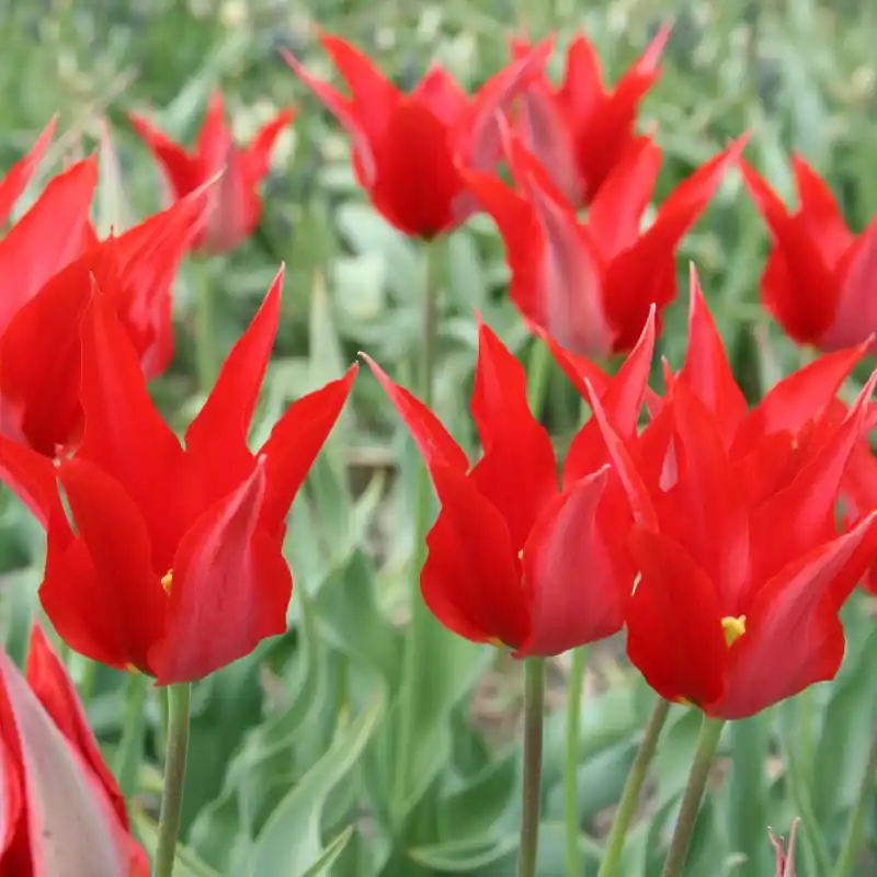 Actieprijs | Tulipa ‘Liz de Velours‘