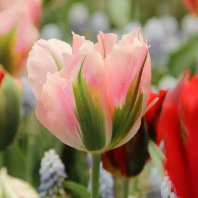 Tulipa ‘China Town‘ | Snelle levering