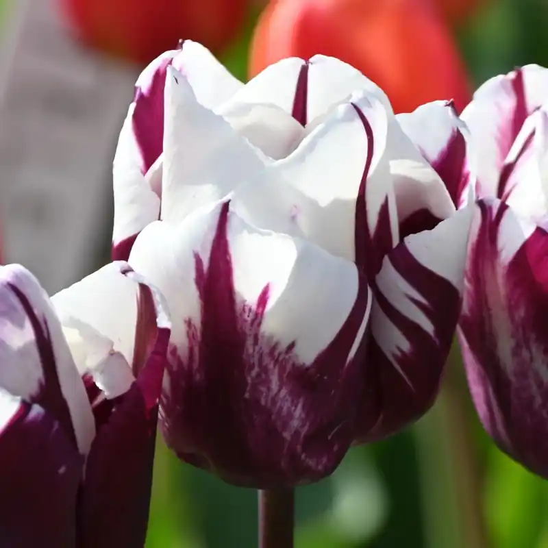 Expreslevering - Tulipa ‘Rem‘s Favourite‘