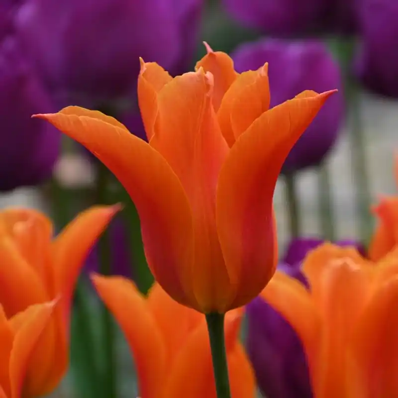 Tulipa ‘Ballerina‘ - Zeer goed beoordeeld