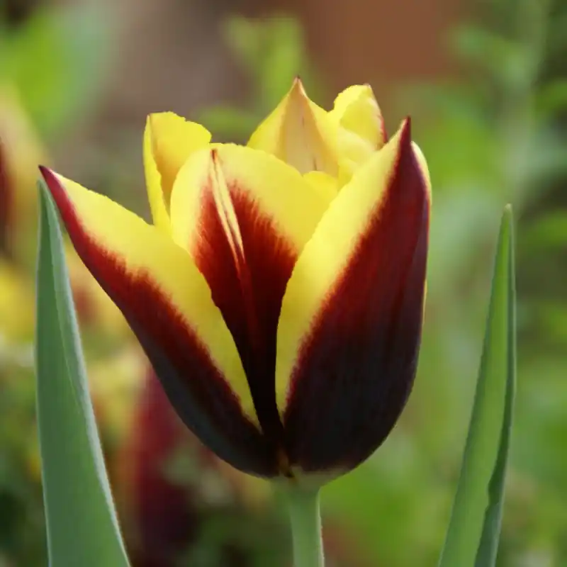 Tulipa ‘Gavota‘ - Voordelig