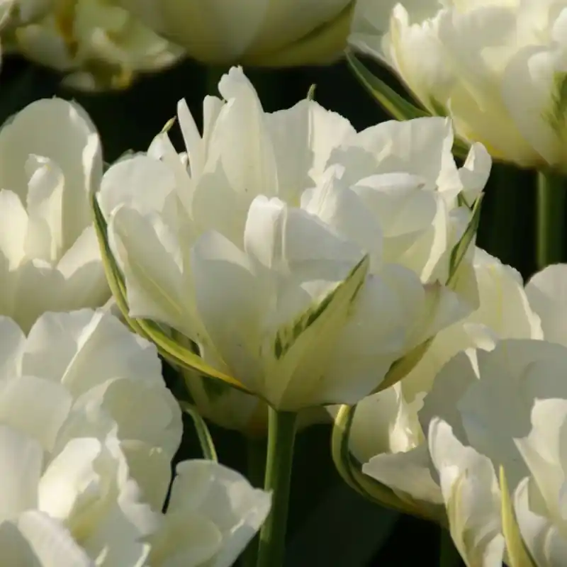 Tulipa ‘Exotic Emperor‘ | Pak je kans