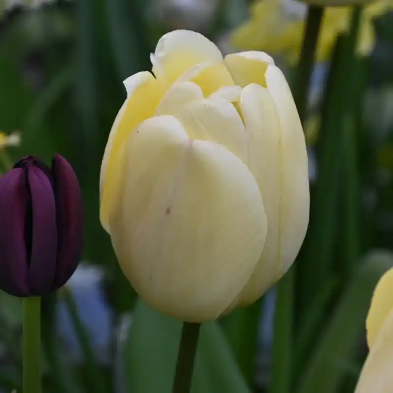 Bespaar nu | Tulipa ‘Ivory Floradale‘