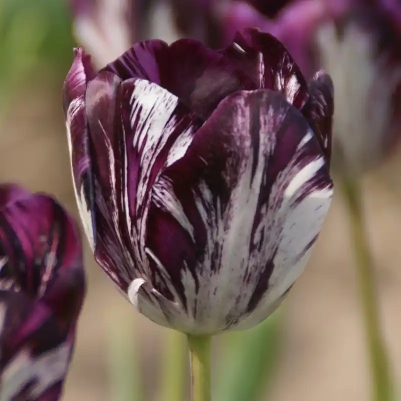 Tulipa ‘Black and White‘ | Nieuw gelanceerd