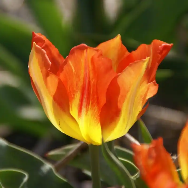 Tulipa ‘Cottage Boy‘ - Veel gekozen