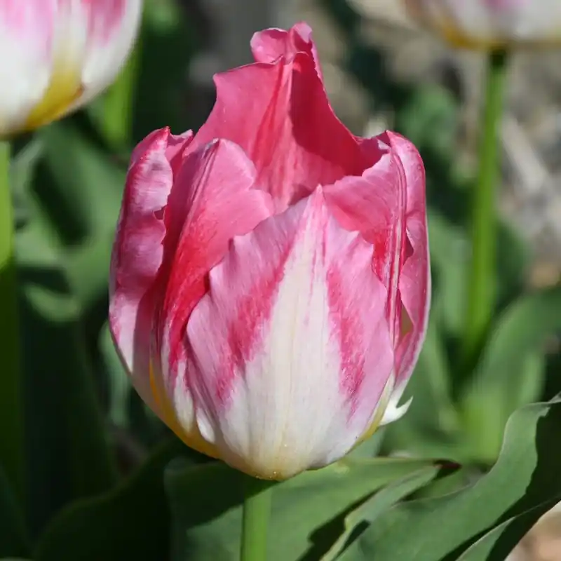 Nieuw in het assortiment | Tulipa ‘Cottage Maid‘