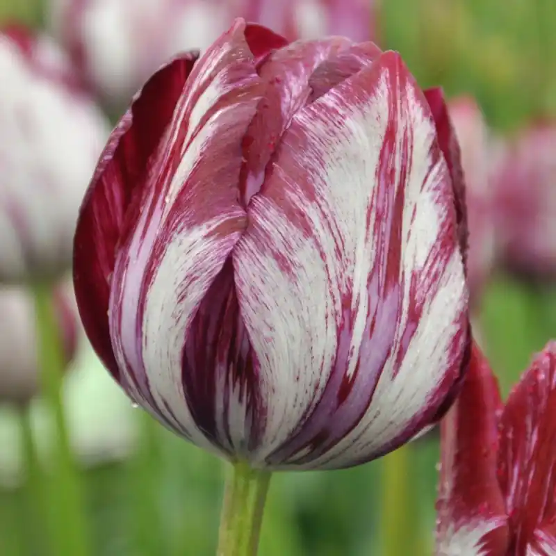 Mis het niet - Tulipa ‘Inner Wheel‘ -broken-