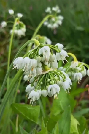 Aanbieding loopt bijna af - Allium cernuum ‘White Dwarf‘