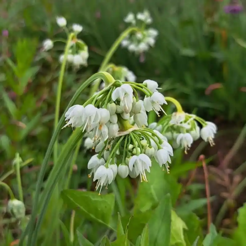Aanbieding loopt bijna af - Allium cernuum ‘White Dwarf‘