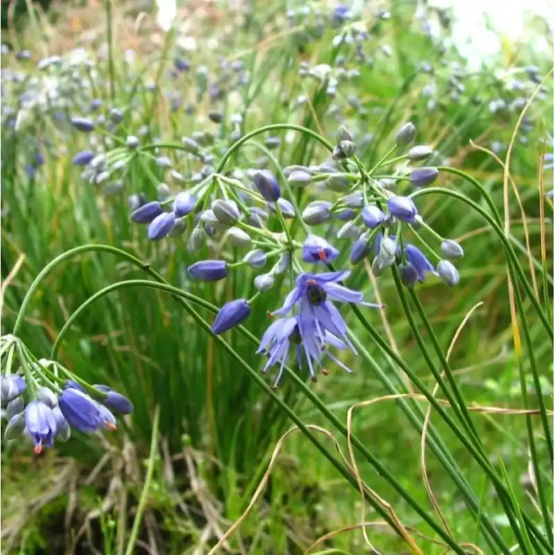 Alleen vandaag | Allium cyaneum