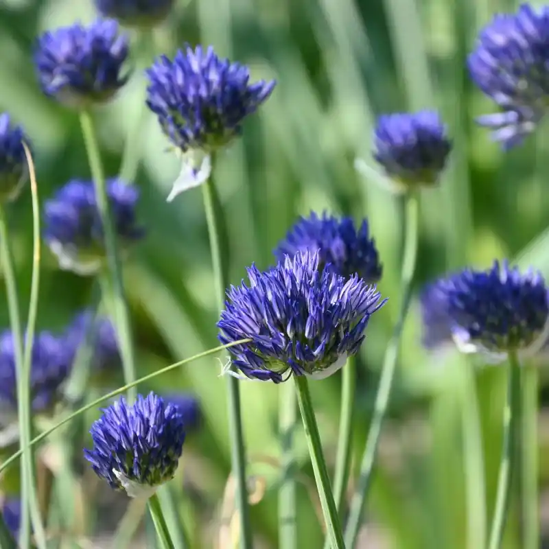 Populair bij klanten - Allium litvinovii