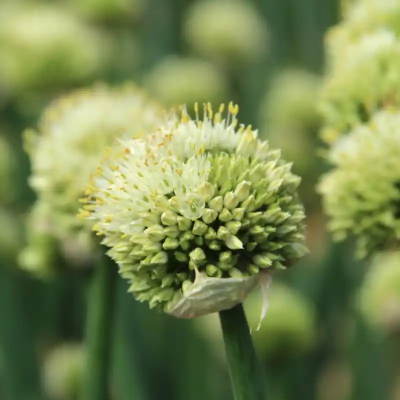 Nu beschikbaar - Allium pskemense
