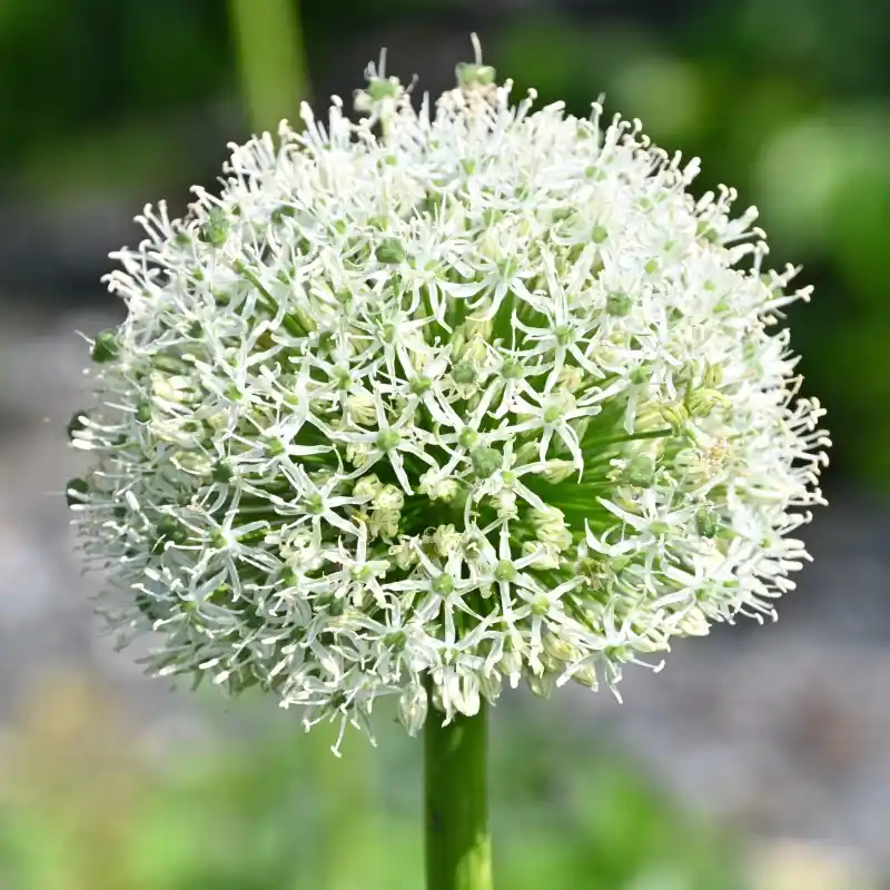 Nieuw | Allium ‘White Giant‘