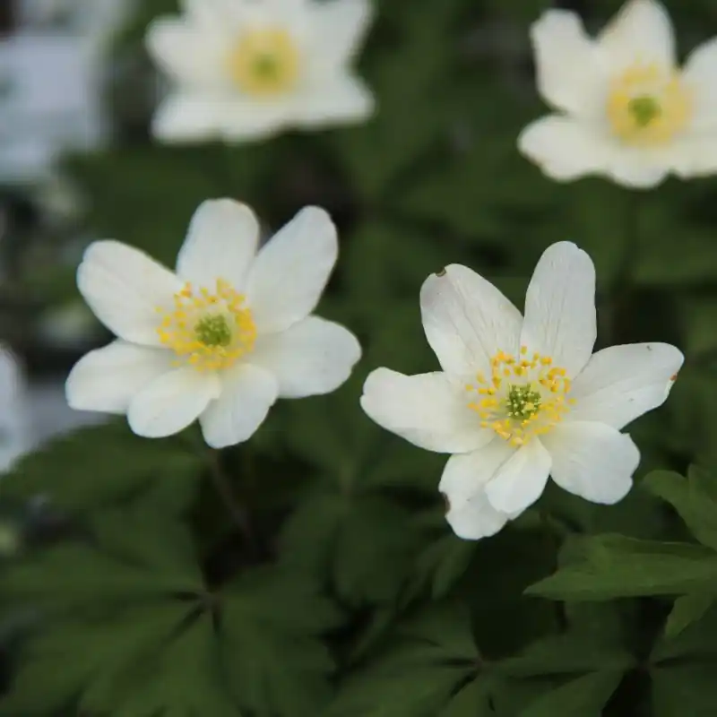 Hoge kwaliteit - Anemone nemorosa ‘Lychette‘