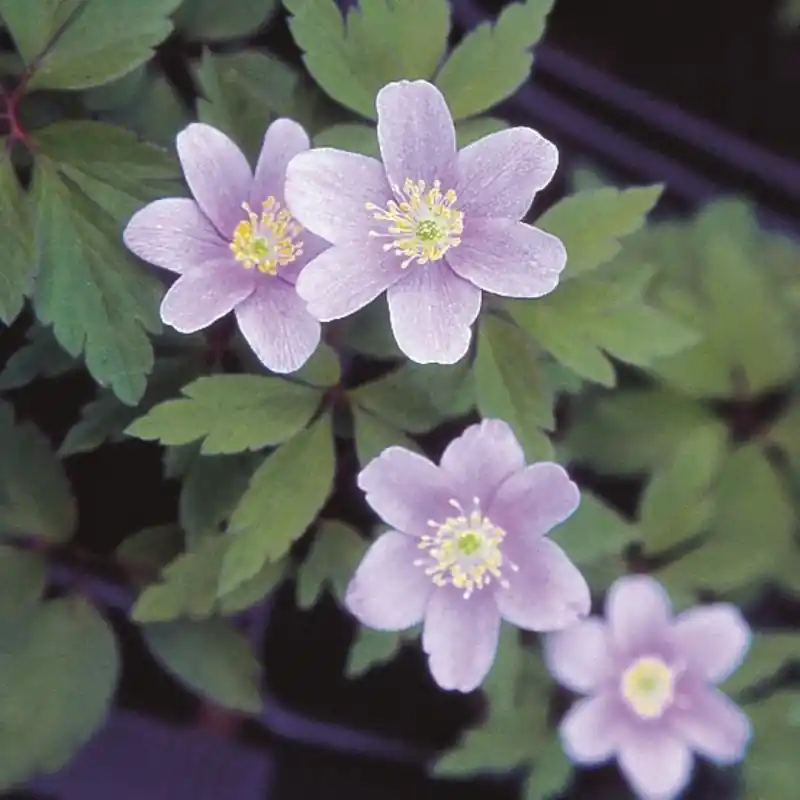 Bespaar nu - Anemone nemorosa ‘Parlez Vous‘