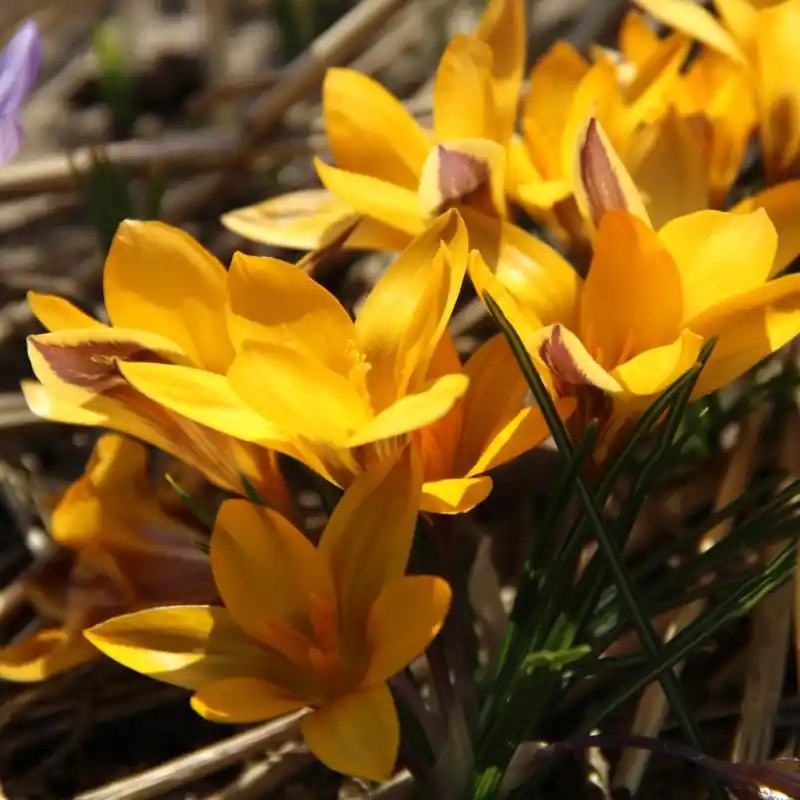 Crocus angustifolius | Op voorraad