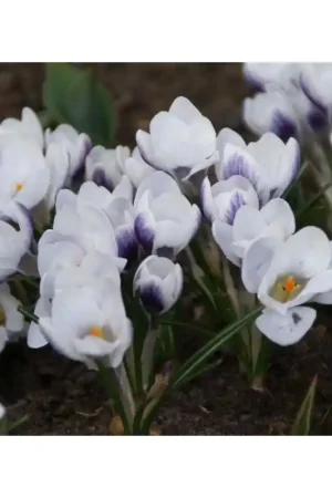 Zojuist toegevoegd | Crocus chrysanthus ‘Prins Claus‘