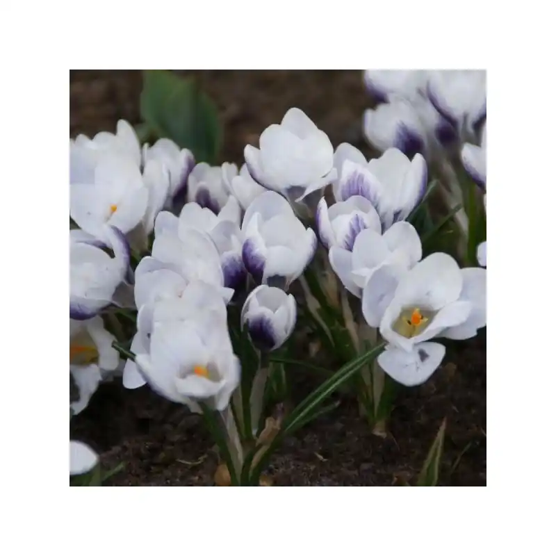 Zojuist toegevoegd | Crocus chrysanthus ‘Prins Claus‘