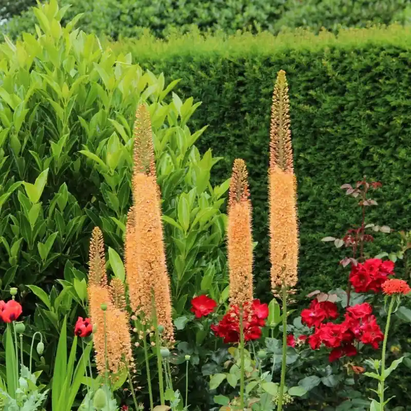 Net gelanceerd | Eremurus ‘Cleopatra‘