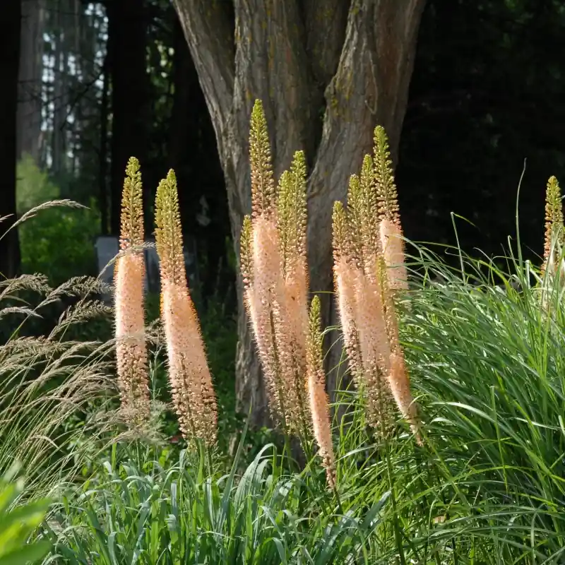 Makkelijk bestellen - Eremurus ‘Romance‘