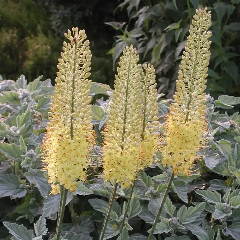 Mis het niet - Eremurus stenophyllus