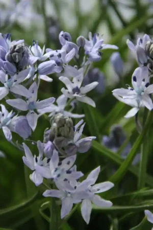 Zeer goed beoordeeld | Hyacinthoides mauritanica