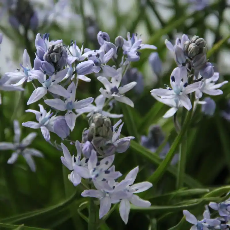 Zeer goed beoordeeld | Hyacinthoides mauritanica