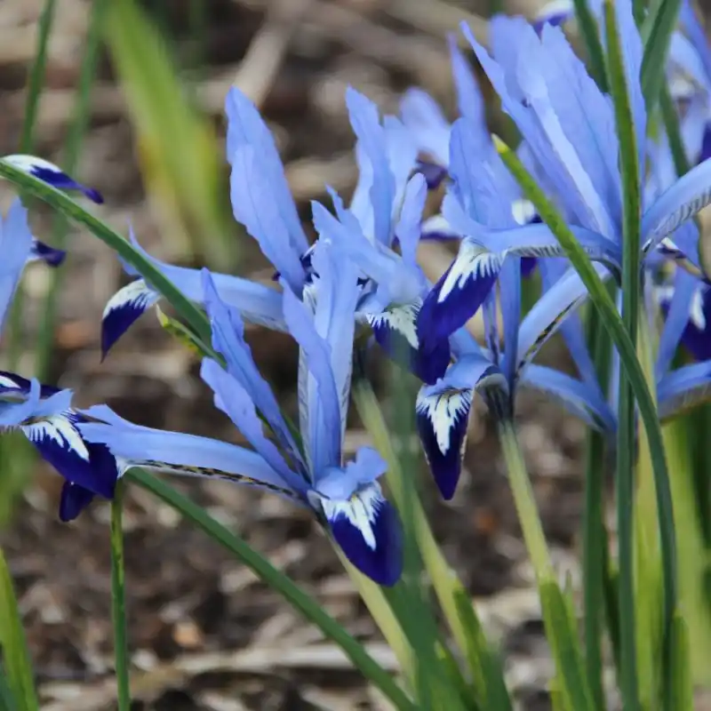 Bijna uitverkocht - Iris reticulata ‘Clairette‘