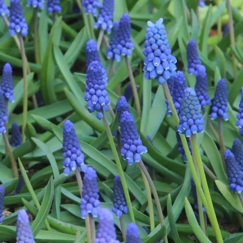 Scherp geprijsd - Muscari botryoides ‘Superstar‘