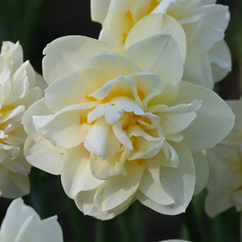 Narcissus ‘Manly‘ | Nog maar enkele beschikbaar