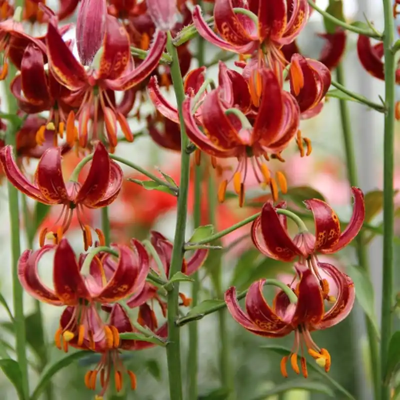 Meest verkocht - Lilium martagon ‘Claude Shride‘