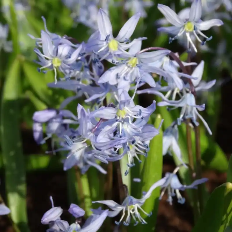 Extra voordeel | Scilla mesopotamica