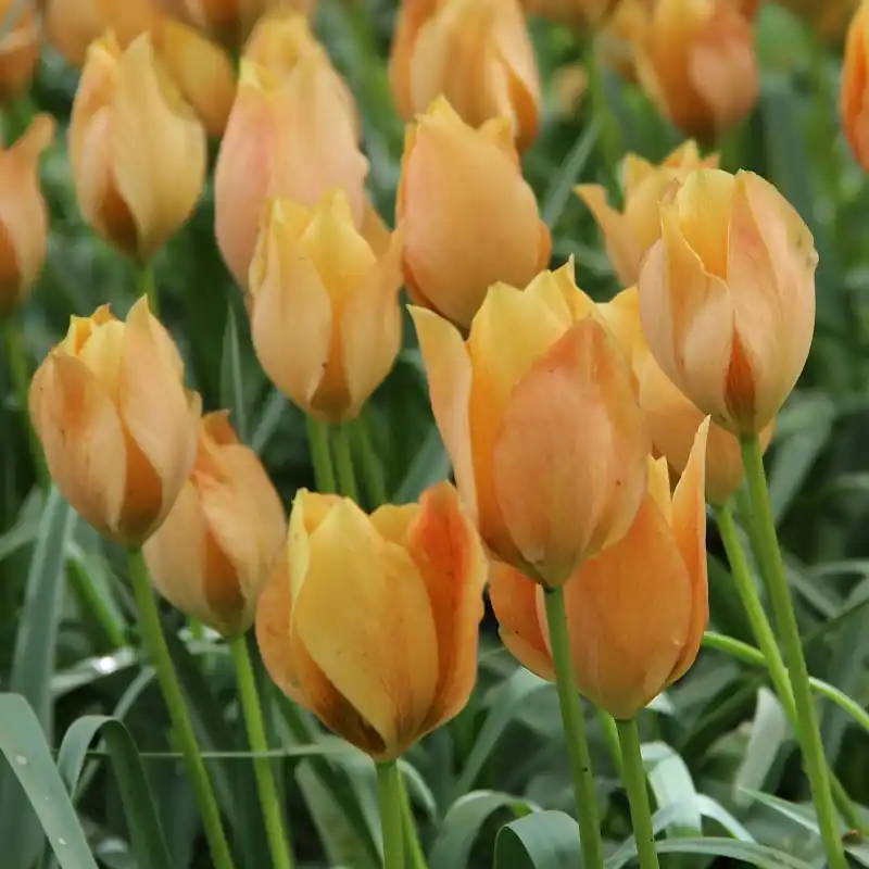 Actieprijs | Tulipa batalinii ‘Bright Gem‘