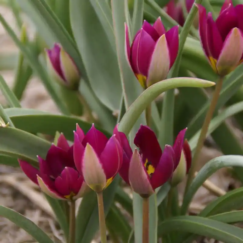 Koopje - Tulipa humilis ‘Persian Pearl‘