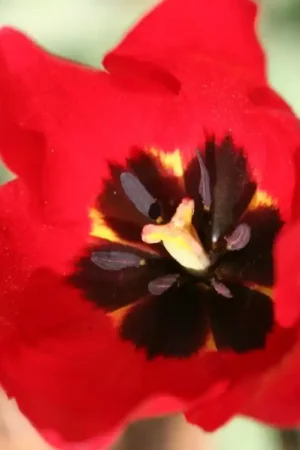 Zojuist toegevoegd | Tulipa sarracenica