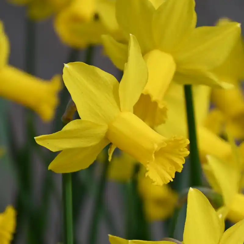 Narcissus ‘Amwell Lady‘ | Beste prijs
