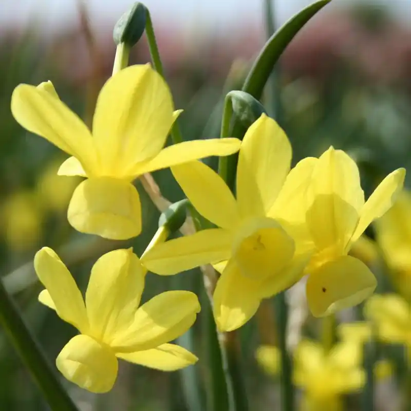 Nieuw | Narcissus ‘April Tears‘