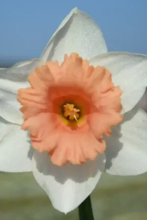 Aanbieding - Narcissus ‘Bright Flame‘