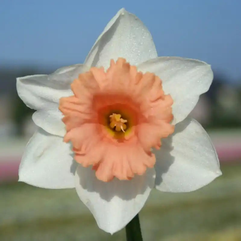 Aanbieding - Narcissus ‘Bright Flame‘