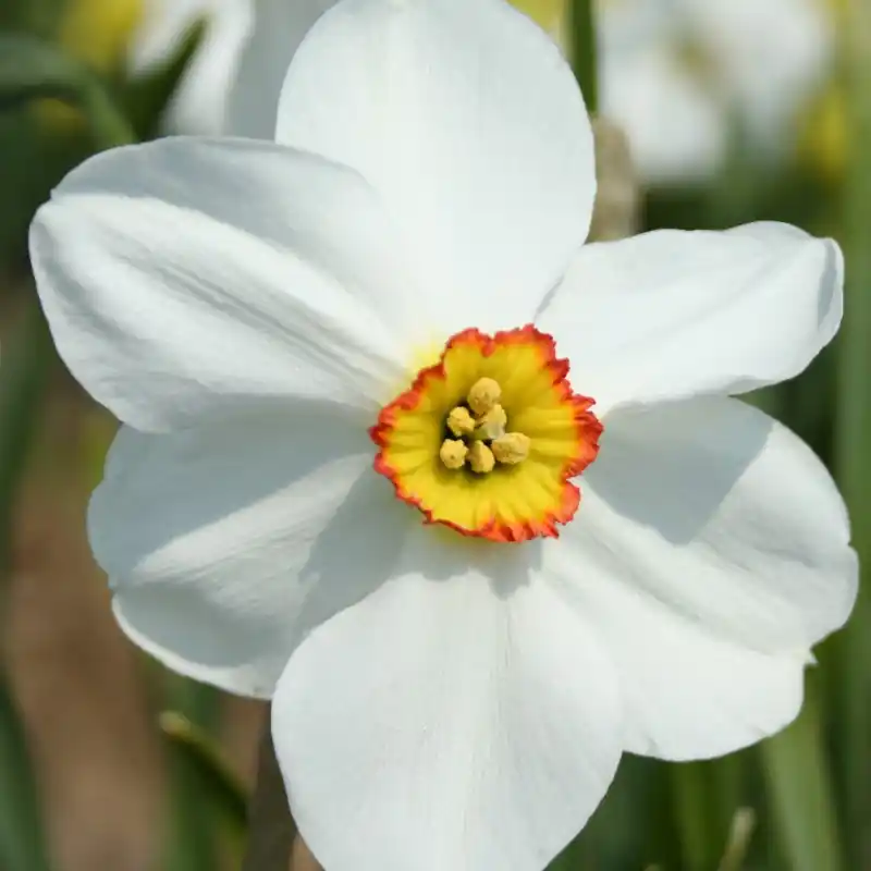 Narcissus ‘Chorale‘ - Net gelanceerd