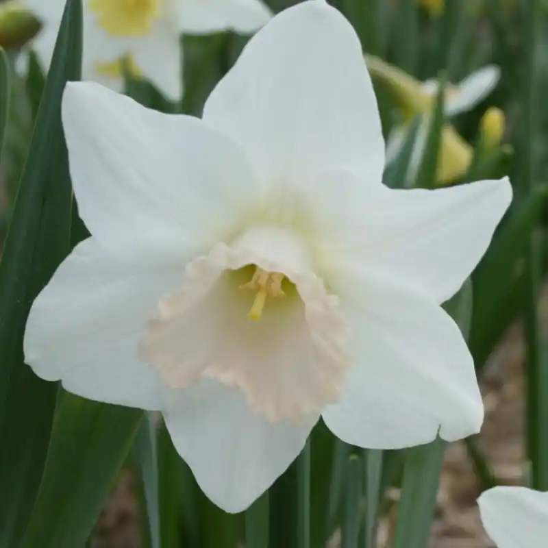 Narcissus ‘Delta Flight‘ | Fabrieksprijs