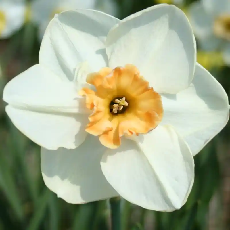 Bestseller | Narcissus ‘Eyelet‘