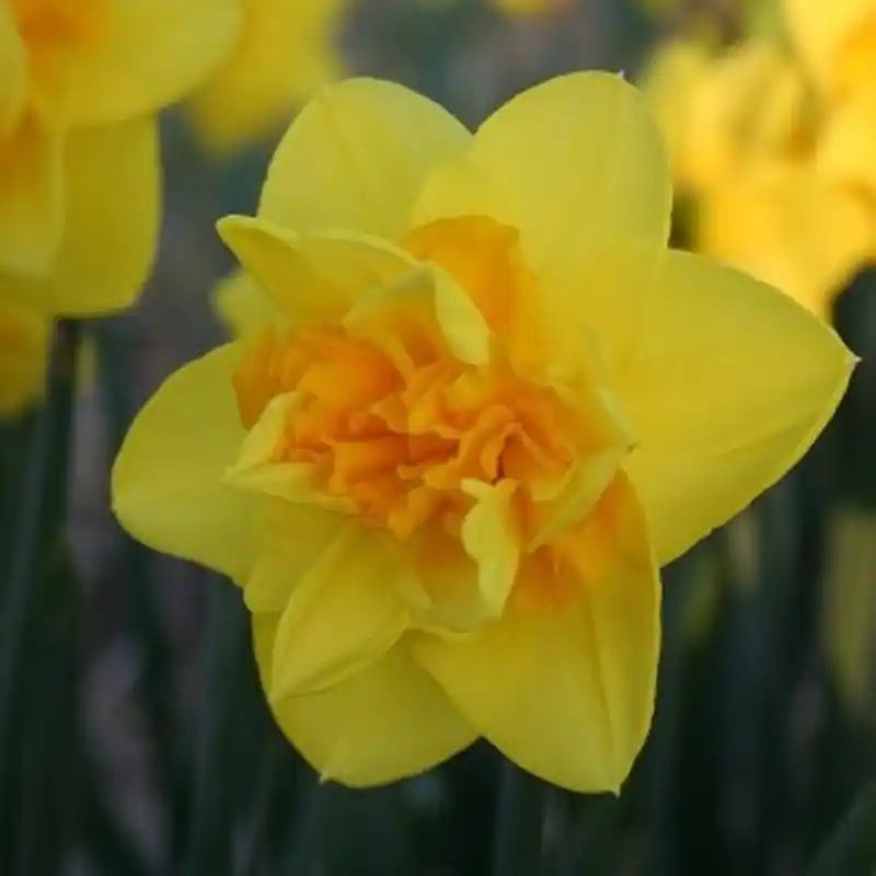 Snelle levering - Narcissus ‘Flying Colours‘